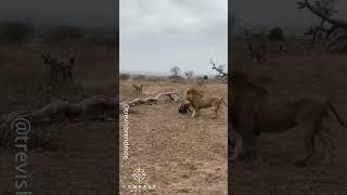 Full Video of Hyena Clan Rescuing Friend from Epic Lion Attack [upl. by Linette]