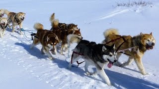 Alaskan Malamutes  Arctic Expedition with Joe Henderson [upl. by Ojyllek]