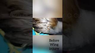 Moorhen wing injury recoveryfreetreatmentwildbirdsrescuedbirdsbirdlovers [upl. by Zoeller]