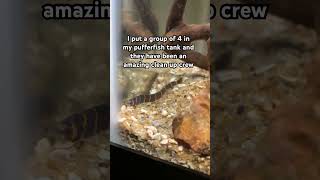 Kuhli loaches are awesome pufferfish aquarium loaches trending shortsvideo fy shorts [upl. by Grani]