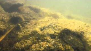 Hemichromis sp Jewel Cichlid guarding fry in the wild  Underwater video [upl. by Abott741]