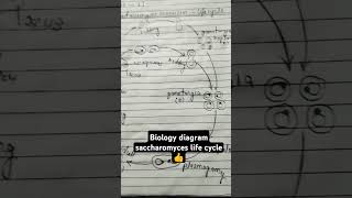 biology diagram class important botany saccharomyces cervisiae life cycle biology youtubeshorts 👍 [upl. by Hylan615]