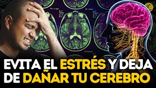 ESTE ES EL DAÑO que le hace el ESTRÉS a tu CEREBRO 🧠 [upl. by Sheila]