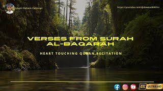 Heart Touching Quran Verses from Surah AlBaqarah [upl. by Lubba]