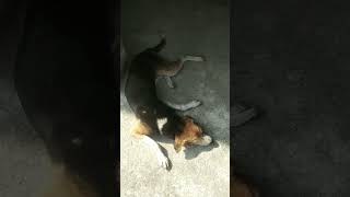 Dog er kandopart1shortvideo shorts subscribe anshusunita [upl. by Pagas]