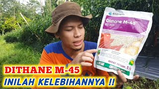 KELEBIHAN FUNGISIDA DITHANE M45 UNTUK TANAMAN CABE [upl. by Ayanet]