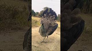 Cute famale peahen opening feathers peacock dance peacock birds [upl. by Tiemroth666]