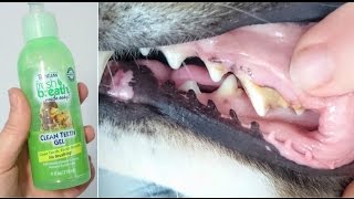 Tropiclean Fresh Breath Dog Teeth Cleaning Gel Review [upl. by Leary]