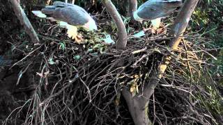 2010 White Bellied Sea Eagle Chicks [upl. by Aletha]