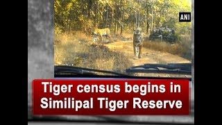 Tiger census begins in Similipal Tiger Reserve  Odisha News [upl. by Suoilenroc]