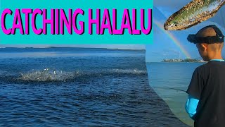 HOW to Catch Halalu SMALL AKULE  FISHING at ALA MOANA  Hawaii Fishing [upl. by Seuqram]