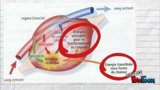 5e Pour réviser Le fonctionnement de lorganisme en activité [upl. by Castra497]