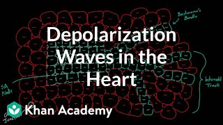 What is Depolarization and Repolarization Simply Explained [upl. by Eelyak62]