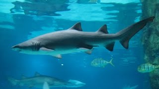 COEX Aquarium inside the COEX Mall in Seoul South Korea [upl. by Nitsud]