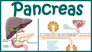 Pancreas  Endocrine and exocrine pancreas overview  Heterocrine gland Animated biology with Arpan [upl. by Ydnolem]