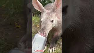 Aardvark Facts ll Telugu Facts ll TOT FACTS [upl. by Arva]