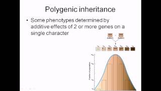 Polygenic inheritance [upl. by Aihseyt]