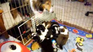 Sheltie puppies quotPlease Christmas Dont Be Latequot 2009 [upl. by Krishna]