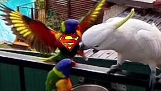 Super Lorikeet TO THE RESCUE🦸🦜💥😍🤕🚑😆 [upl. by Alemahs329]