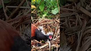 Greater coucal Birds try to pull the snake out [upl. by Yael]