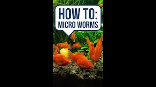 Micro Worms Are a Lot Easier Than I Thought [upl. by Lhok]