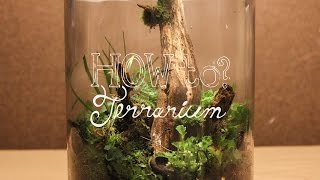 Make a Terrarium w Local Materials Native Terrarium  How To Terrarium ep3 [upl. by Aicilif]