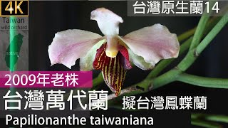 台灣萬代蘭Papilionanthe taiwaniana台灣原生蘭或稱擬台灣鳳蝶蘭 x Papilisia taiwaniana SS Ying JMH Shaw台灣野生蘭202406 [upl. by Say]