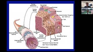 Endothelial Function and Cardiovascular Disease [upl. by Hedaza408]