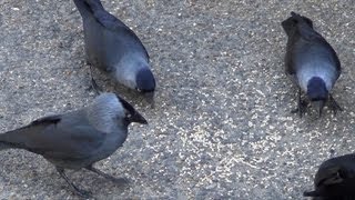 Jackdaws Corvus monedula [upl. by Oswald]