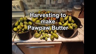 Pawpaw Fruit Finding Harvesting and Making Pawpaw Butter [upl. by Terchie]