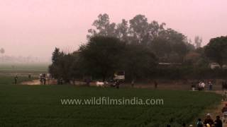 Bull cart racing at Kila Raipur Sports Festival [upl. by Hamlet596]