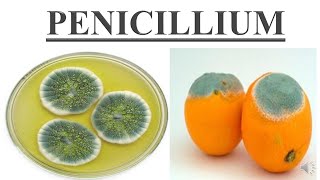 Penicillium [upl. by Adnawal]