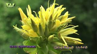 Yellow Gentian  Gele Gentiaan  gentiana lutea [upl. by Neret]