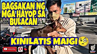 BAGSAKAN NG MGA HAYOP SA BULACAN BALIUAG BULACAN PRESYONG PAMIGAY vlog399 [upl. by Nady906]