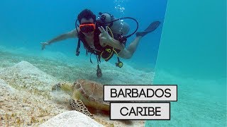 As belezas naturais de BARBADOS no Caribe [upl. by Anneyehc]