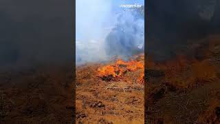 Preparation of Land for Farming  Weeding and Burning fire travelvideo shortsvideo [upl. by Anilag635]