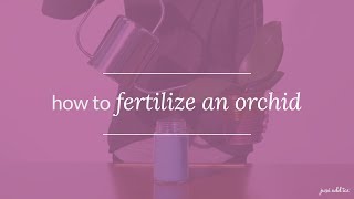 Orchid Care How to Fertilize an Orchid [upl. by Scrivens]