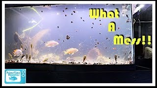 Cloudy Water in a Fish Tank and What to do About It [upl. by Tull714]