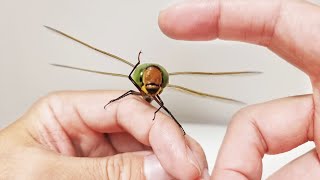 왕잠자리와 친구가 되는 과정 The Process Of Making Friends With a Emperor Dragonfly [upl. by Georgette74]