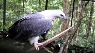 The Whitebellied Sea Eagle  Burung Lang Siput [upl. by Annohs]