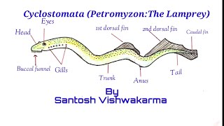 Cyclostomata PetromyzonThe Lamprey [upl. by Ennayr]