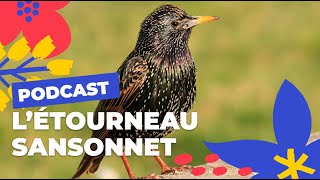 L étourneau sansonnet  Brèves de nature sauvage à Paris  Paris Podcast 🎙 [upl. by Nyledaj535]