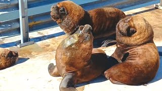 Mar del Plata Port Part 2 of 4 South American sea lions  Lobos marinos April 7th 2024 [upl. by Ainet]