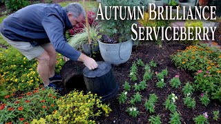 Autumn Brilliance Serviceberry  Four Season Native Tree [upl. by Noakes]