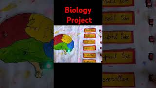 3d Project Idea  Human BrainWorking modal of Human brain [upl. by Olegnaleahcim]