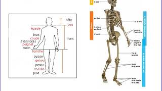 Le squelette humain  CM1 [upl. by Merrili719]