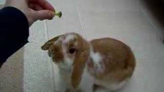 crumble 10 week baby mini lop bunny rabbit [upl. by Griffy]