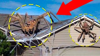 Real Giant Spiders Caught On Camera amp Spotted In Real Life [upl. by Eanod]