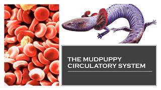 The Mudpuppy Circulatory System [upl. by Leber878]