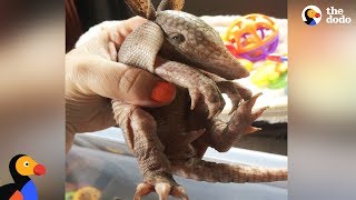 Feisty Armadillo Is So Lucky This Woman Saved His Life  The Dodo [upl. by Crandall819]